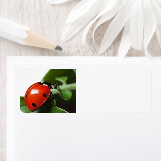 Ladybug Etiket (Insitu)