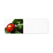Ladybug Etiket (Voorkant)