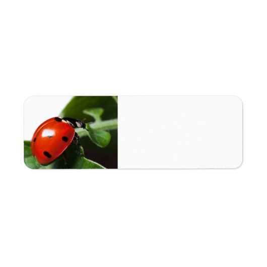 Ladybug Etiket (Voorkant)