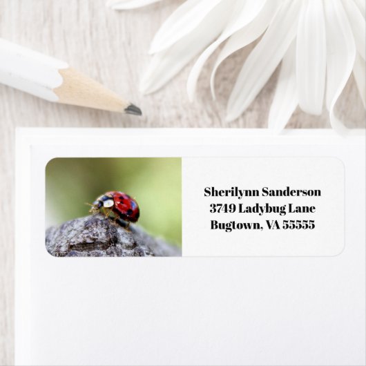 Ladybug-foto Etiket (Insitu)