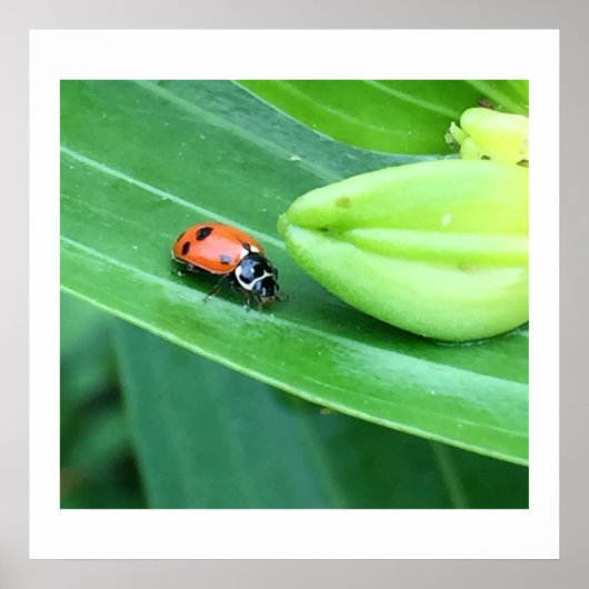 Ladybug-foto Poster (Voorkant)