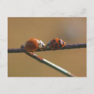 Ladybug Friends Natuur Photography Briefkaart