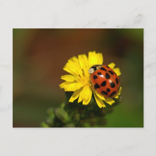 Ladybug Greetings Briefkaart (Voorkant)