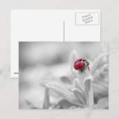 Ladybug in de witte kaart (Voorkant / Achterkant)