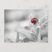 Ladybug in de witte kaart (Voorkant)