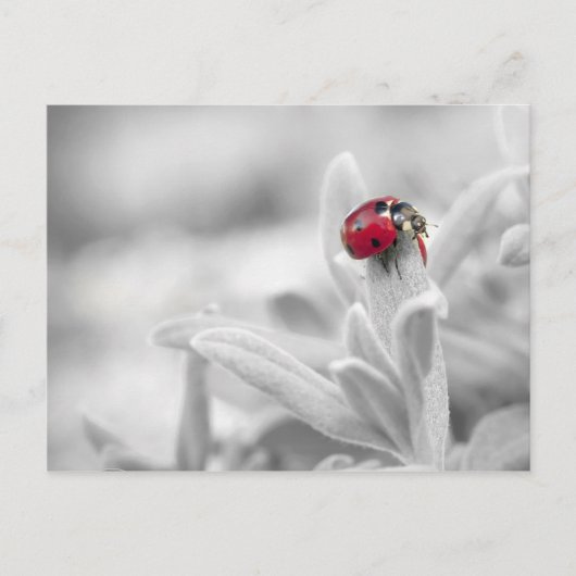 Ladybug in de witte kaart (Voorkant)