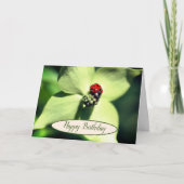 Ladybug in Dogwood Flower Birthday Kaart (Voorkant)