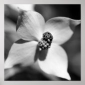 Ladybug in Dogwood Flower Black en White Poster (Voorkant)