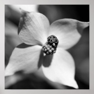 Ladybug in Dogwood Flower Black en White Poster