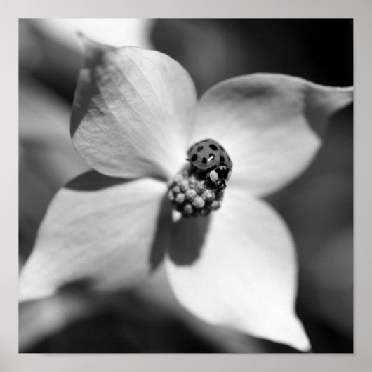 Ladybug in Dogwood Flower Black en White Poster (Voorkant)