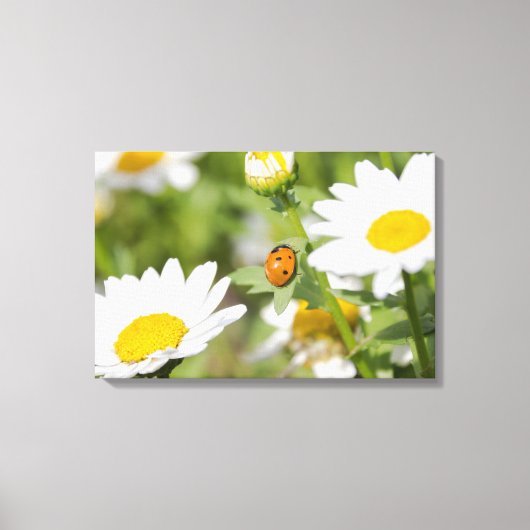 Ladybug in een Daisy Garden Canvas Afdruk (Voorkant)