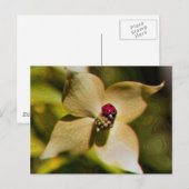 Ladybug in Flower Digital Art Photo Briefkaart (Voorkant / Achterkant)