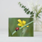 Ladybug in Grass close up Briefkaart (Staand voorkant)