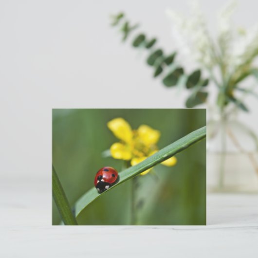 Ladybug in Grass close up Briefkaart (Staand voorkant)