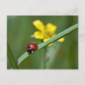 Ladybug in Grass close up Briefkaart (Voorkant)