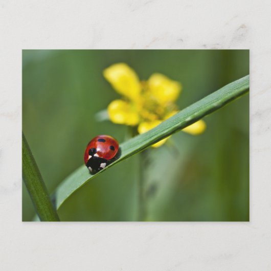 Ladybug in Grass close up Briefkaart (Voorkant)