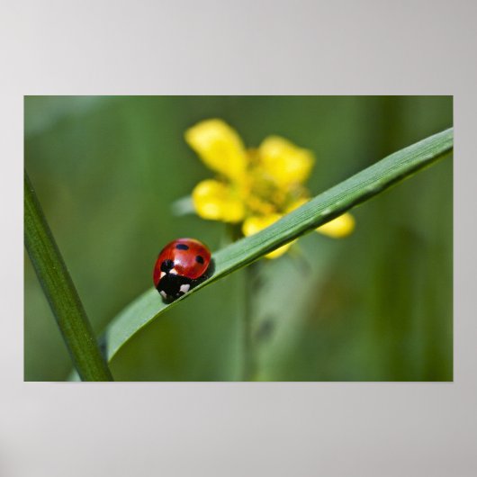 Ladybug in Grass close up Poster (Voorkant)