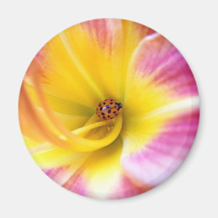 Ladybug in Lilly Magneet