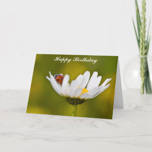 Ladybug in Oxeye Daisy Birthday Card Kaart