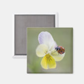 Ladybug in pansy, Biei, Hokkaido, Japan Magneet (Voorkant / Achterkant)