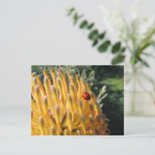 Ladybug in Pincusion Protea Briefkaart (Staand voorkant)