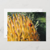 Ladybug in Pincusion Protea Briefkaart (Voorkant / Achterkant)