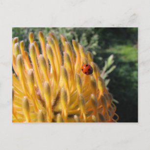 Ladybug in Pincusion Protea Briefkaart
