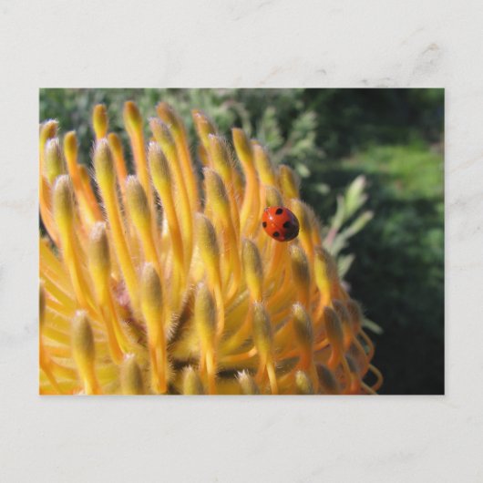 Ladybug in Pincusion Protea Briefkaart (Voorkant)