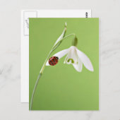 Ladybug in sneeuwval briefkaart (Voorkant / Achterkant)