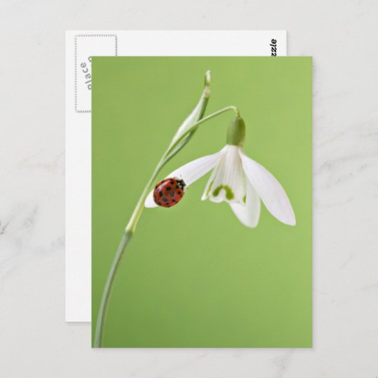 Ladybug in sneeuwval briefkaart (Voorkant / Achterkant)