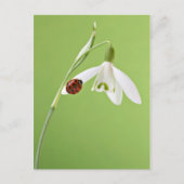Ladybug in sneeuwval briefkaart (Voorkant)
