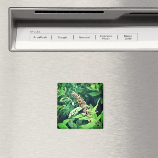 Ladybug in Spring Magneet (Insitu (Vaatwasser))