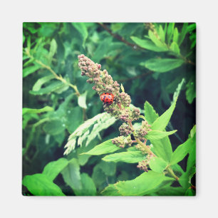 Ladybug in Spring Magneet