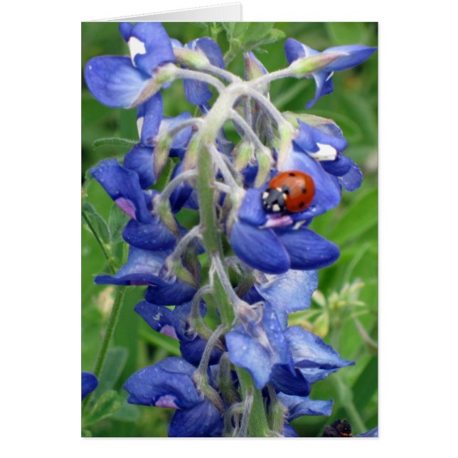 Ladybug in Texas Bluebonnet (Voorkant)