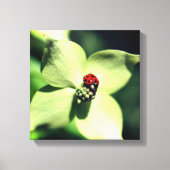 Ladybug in White Dogwood Flower Close Canvas Afdruk (Voorkant)