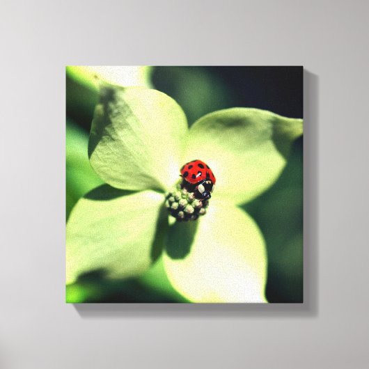 Ladybug in White Dogwood Flower Close Canvas Afdruk (Voorkant)