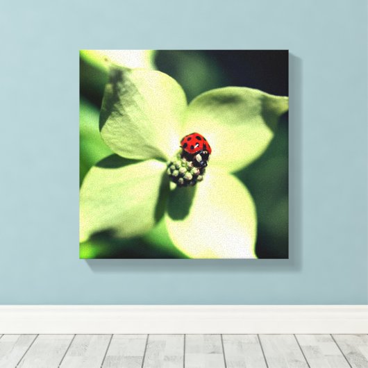 Ladybug in White Dogwood Flower Close Canvas Afdruk (Insitu (Houten vloer))