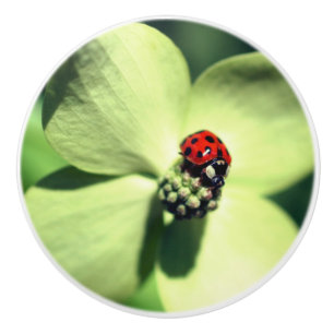 Ladybug in White Dogwood Flower Close Keramische Knop