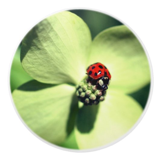 Ladybug in White Dogwood Flower Close Keramische Knop (Voorkant)