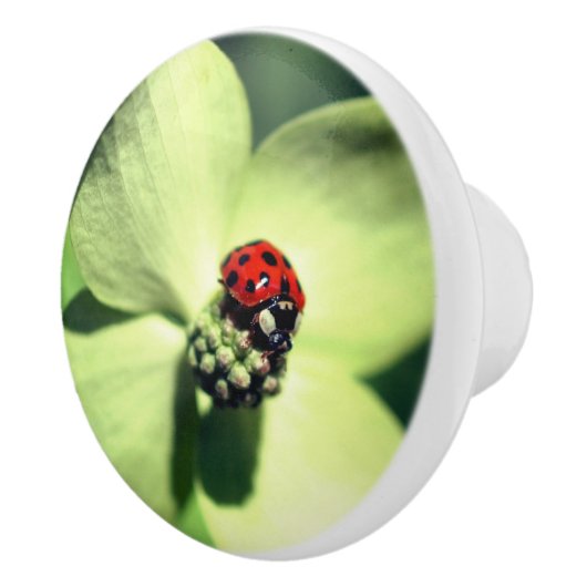 Ladybug in White Dogwood Flower Close Keramische Knop (Rechts)