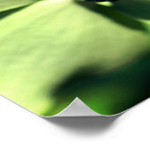 Ladybug in White Dogwood Flower Close Poster (Hoek)