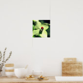 Ladybug in White Dogwood Flower Close Poster (Keuken)