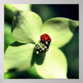 Ladybug in White Dogwood Flower Close Poster (Voorkant)