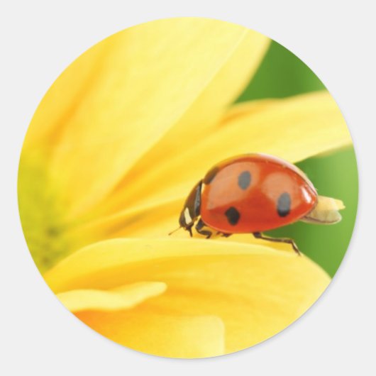 Ladybug in zonnebloemen ronde sticker (Voorkant)