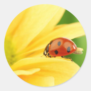 Ladybug in zonnebloemen ronde sticker