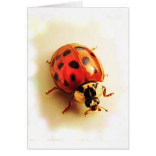Ladybug-Kaart