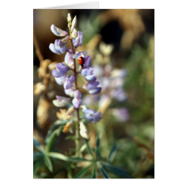 Ladybug-kaart (Voorkant)