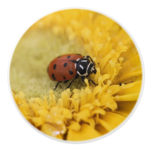 Ladybug Keramische Knop (Voorkant)