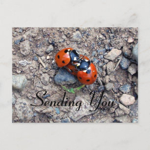 Ladybug Kisses Briefkaart