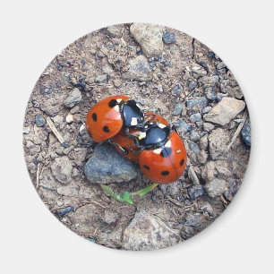 Ladybug Kisses Magneet